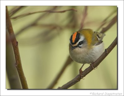 Vuurgoudhaan - Regulus ignicapilla - Firecrest