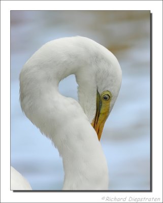 Grote Zilverreiger / Ardea alba / Great Egret