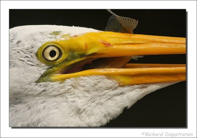 Grote Zilverreiger    /    Great Egret