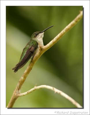 Groene Kolibrie - Chlorostilbon mellisugus - Blue-tailed Emerald