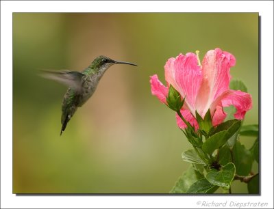 Groene Kolibrie - Chlorostilbon mellisugus - Blue-tailed Emerald