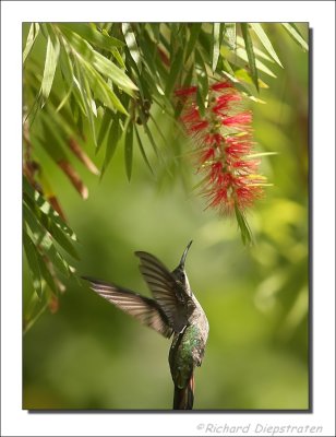 Groene Kolibrie - Chlorostilbon mellisugus - Blue-tailed Emerald
