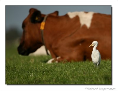Koereiger    -    Cattle Egret
