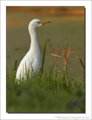 Koereiger - Ardeola ibis - Cattle Egret