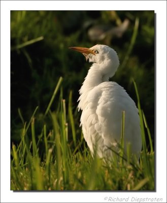 Koereiger - Ardeola ibis - Cattle Egret