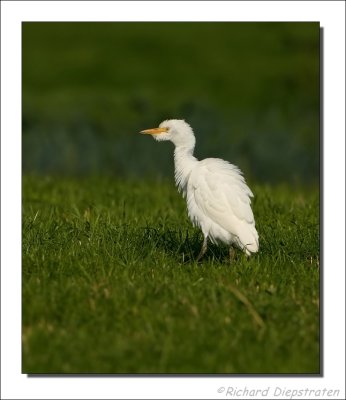 Koereiger - Ardeola ibis - Cattle Egret