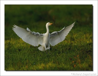 Koereiger - Ardeola ibis - Cattle Egret