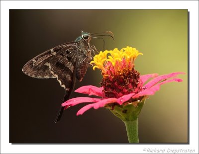 Vlinders    -    Butterflies
