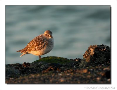 Zilverplevier - Pluvialis squatarola - Black Bellied plover