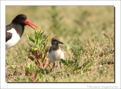 Scholekster - Haematopus ostralegus - Oystercatcher