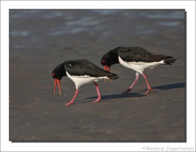 Scholekster - Haematopus ostralegus - Oystercatcher