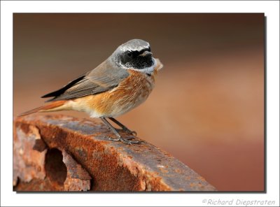 Gekraagde Roodstaart - Phoenicurus phoenicurus - Redstart