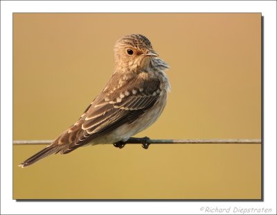 Grauwe Vliegenvanger - Muscicapa striata - Spotted Flycatcher