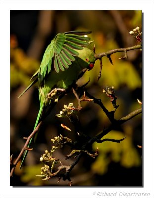 Halsbandparkiett - Psittacula krameri - Ring-Necked Parakeet