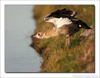 Nijlgans - Alopochen aegyptiaca - Egyptian Goose