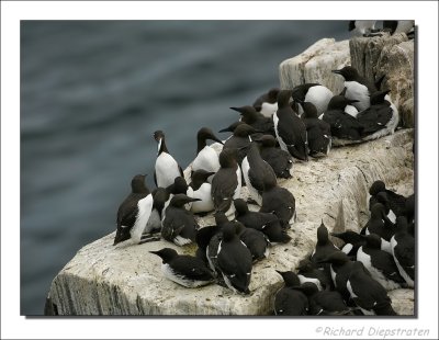 Zeekoet - Uria aalge - Guillemot