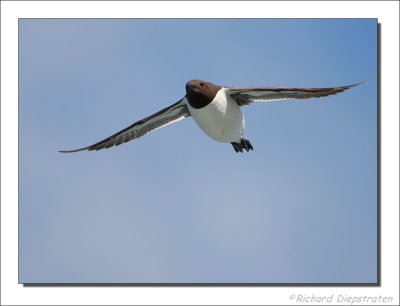 Zeekoet - Uria aalge - Guillemot