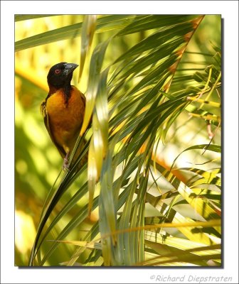 Grote Textorwever - Ploceus cucculatus - Village Weaver