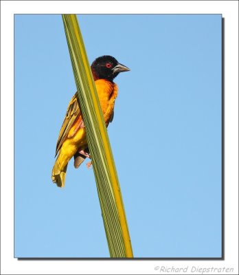 Grote Textorwever - Ploceus cucculatus - Village Weaver