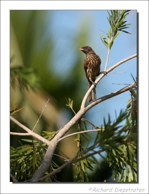 Palmvogel - Dulus dominicus - Palmchat