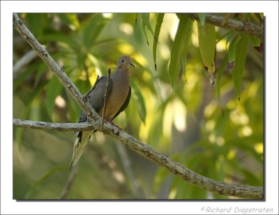 Geoorde Treurduif - Zenaida auriculata - Eared Dove