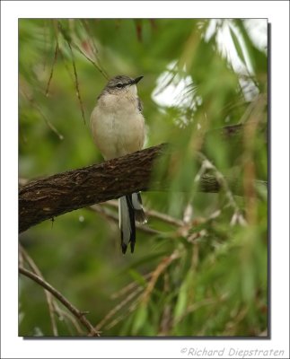 Caribische Spotlijster - Mimus gilvus - Tropical Mockingbird