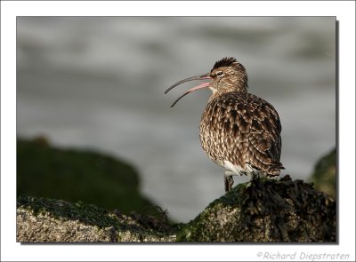 Regenwulp - Numenius phaeopus -  Whimbrel