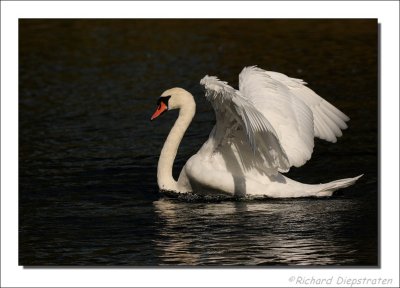 Knobbelzwaan - Cygnus olor - Mute Swan