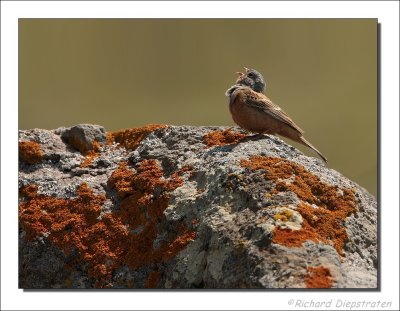 Bruinkeelortolaan - Emberiza caesia - Cretzschmar's Bunting