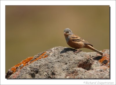 Bruinkeelortolaan - Emberiza caesia - Cretzschmar's Bunting