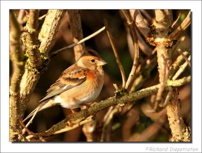 Keep - Fringilla montifringilla - Brambling