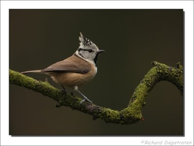 Kuifmees - Parus cristatus - Crested Tit