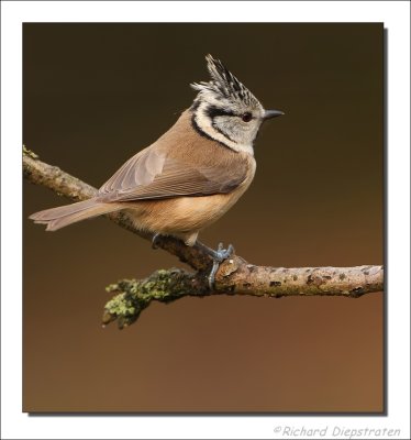 Kuifmees - Parus cristatus - Crested Tit