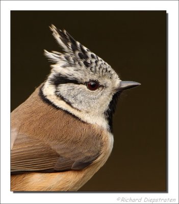 Kuifmees - Parus cristatus - Crested Tit