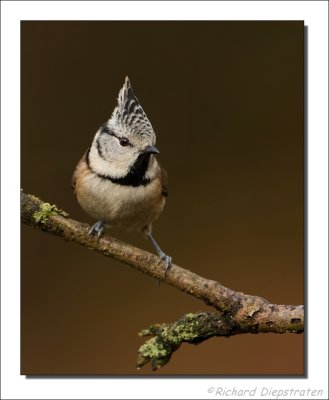 Kuifmees - Parus cristatus - Crested Tit