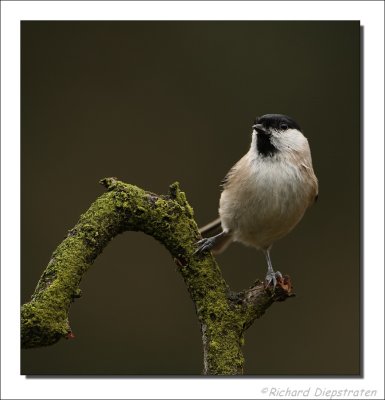 Glanskop - Parus palustris - Marsh Tit