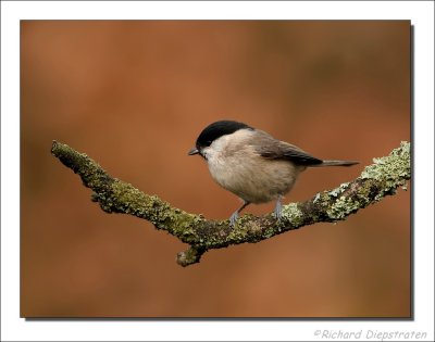 Glanskop - Parus palustris - Marsh Tit