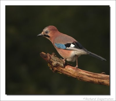 Gaai -  Garrulus glandarius - Jay