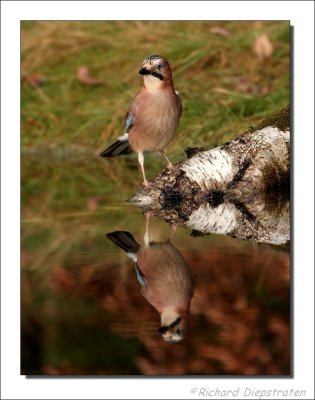 Gaai -  Garrulus glandarius - Jay