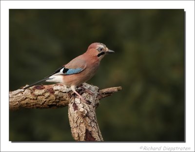 Gaai -  Garrulus glandarius - Jay