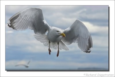 Zilvermeeuw - Larus argentatus - Herring Gull