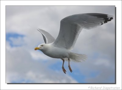 Zilvermeeuw - Larus argentatus - Herring Gull