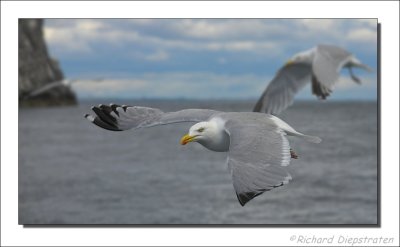 Zilvermeeuw - Larus argentatus - Herring Gull