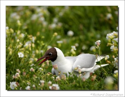 Kokmeeuw -Larus ridibundus- Black-headed Gull