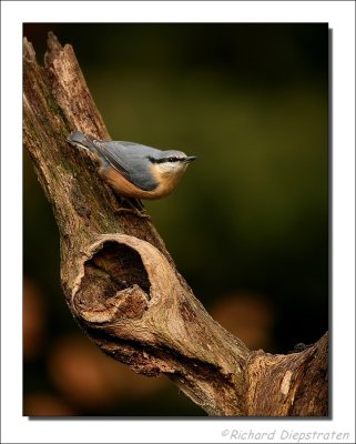 Boomklever - Sitta europaea - Nuthatch