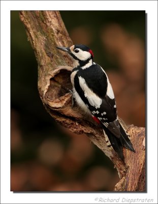 Grote Bonte Specht - Dendrocopos major - Great Spotted Woodpecker