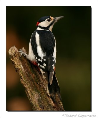 Grote Bonte Specht - Dendrocopos major - Great Spotted Woodpecker