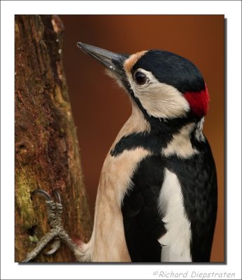 Grote Bonte Specht - Dendrocopos major - Great Spotted Woodpecker