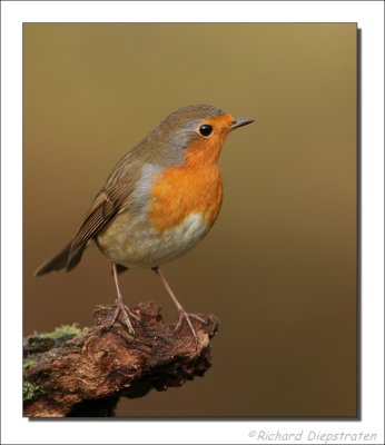 Roodborst - Erithacus rubecula - Robin