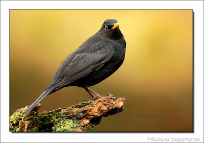 Merel - Turdus merula - Blackbird